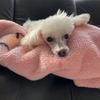 北の極 ごほうびソーセージ