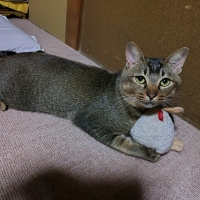 オーガニックコットン　キャット