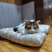 ★洗える　おひるね座布団