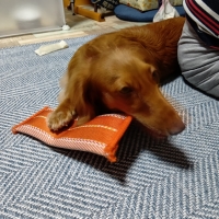 消防ホースのパキパキおもちゃ