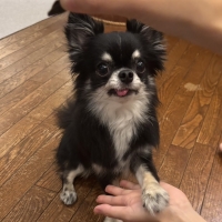 広島産 鶏レバージャーキー(PEPPY LIFE 犬おやつシリーズ)