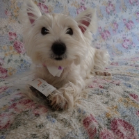 広島産 鶏レバージャーキー(PEPPY LIFE 犬おやつシリーズ)