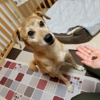 広島産 鶏レバージャーキー(PEPPY LIFE 犬おやつシリーズ)