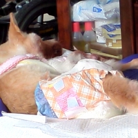 マナーおむつのび～るテープ付き