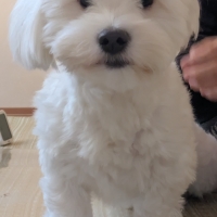 広島産 鶏レバージャーキー(PEPPY LIFE 犬おやつシリーズ)