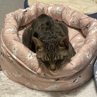 ★洗える　まあるいベッド