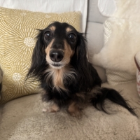 広島産 鶏レバージャーキー(PEPPY LIFE 犬おやつシリーズ)