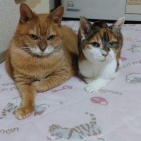 写真で作る　キャンバス