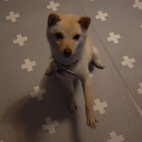 衝撃吸収＆防水クッションマット廊下敷（旧汚れがふき取りやすい防水クッションット）