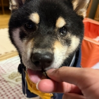 広島産 鶏レバージャーキー(PEPPY LIFE 犬おやつシリーズ)