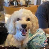 プロプラン　超小型・小型犬用　子犬用チキン