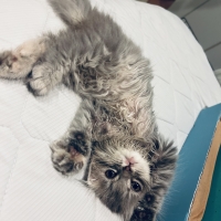 【成長前期の子猫用】ロイヤルカナンマザー＆ベビーキャットドライ＆ウェット