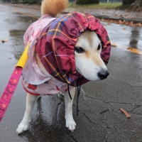 【PEPPY　LIFE】ハッピーレインスヌード