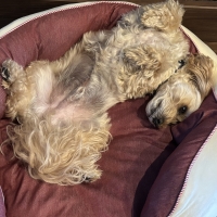 ★Ｓｉｐｐｏｌｅ　２ＷＡＹもちふわオーバルベッド