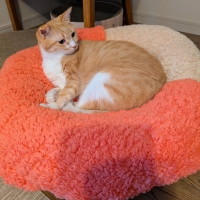 抗菌防臭ふんわりブランケット付ベッド