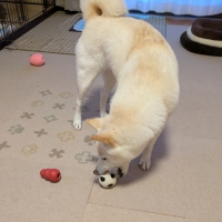 ランコ ボールシリーズ