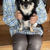 Ｓｉｐｐｏｌｅ　わんみぃ　Ｌ８０２０（オーラルケア）