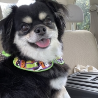 Ｓｉｐｐｏｌｅ　わんみぃ　Ｌ８０２０（オーラルケア）