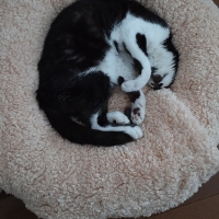 抗菌防臭ふんわりブランケット付ベッド