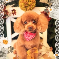 Ｓｉｐｐｏｌｅ わんデリ(犬 トッピング）