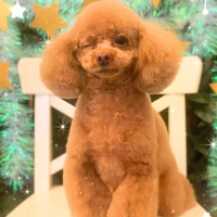 Ｓｉｐｐｏｌｅ わんデリ(犬 トッピング）