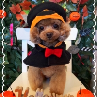 Ｓｉｐｐｏｌｅ わんデリ(犬 トッピング）