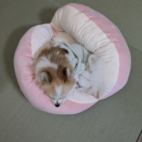 桃太郎もとろけるベッド