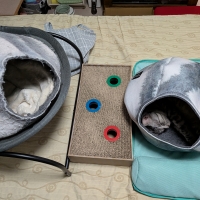 キャットケイブ