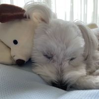 ★蒸れないふんわりクールマット・枕付き（旧：蒸れないソフトクールマット・枕付き）