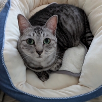 ★リバーシブルぬくぬくマット