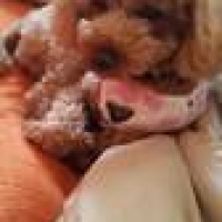 ★Ｓｉｐｐｏｌｅ　わんみぃ　Ｌ８０２０