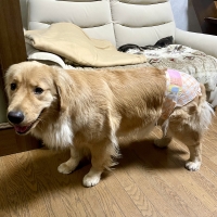 マナーおむつのび～るテープ付き