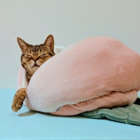 桃太郎もとろけるベッド