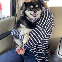 グリニーズプラス カロリーケア (正規品)