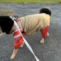 【ウォームハートカンパニー】ＪコートＢレインコート （超撥水犬用レインコート）