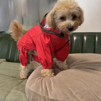 【ウォームハートカンパニー】ＪコートＢレインコート （超撥水犬用レインコート）