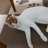 ピタッと吸着タイルマット　肉球プリントセット