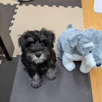 【室内で生活する小型犬の子犬用】ロイヤルカナンミニインドアパピードライ＆ウェット