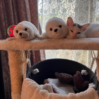 ナチュラルチョイスキャット 室内猫用 キトンチキン (ナチュラルフード)