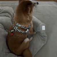 【PEPPY LIFE】抜けにくいショルダーハーネス