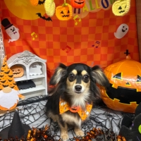 ナノウエルクレンジングシャンプー