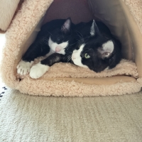 抗菌防臭ふんわりアニマルベッド