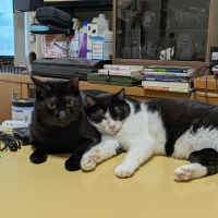 バニス超強力消臭剤