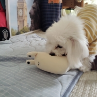 ロールアップトイ