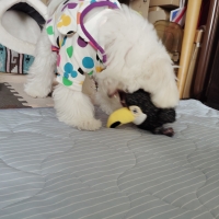 プラッシュバードトイ・ウィズロープ