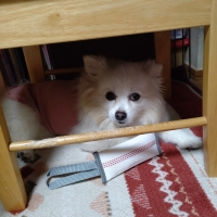 消防ホースのパキパキおもちゃ