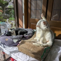 ★マジカルサンド　超清潔　システムトイレ用