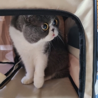 折り畳み式ハウス型トラベルリュック