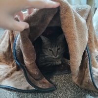 カラダ全体をあたためる猫のための丸型電気こたつ