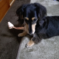 国産セーフハイド （犬 噛む 革製おもちゃ）